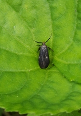 Dichomeris nonstrigella