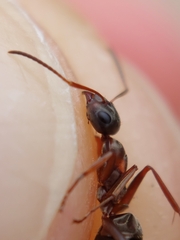 Formica cunicularia
