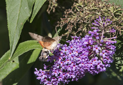 Macroglossum stellatarum