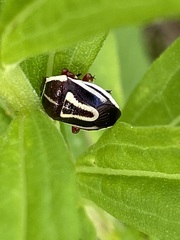 Perillus circumcinctus