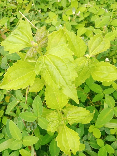 Siam weed