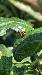 Harmonia axyridis