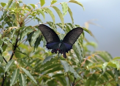 Papilio dialis
