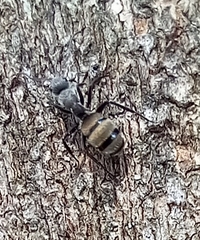 Camponotus arboreus