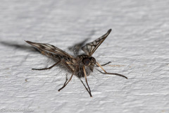 Furia ithacensis