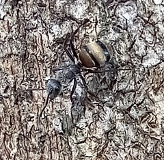 Camponotus arboreus