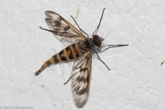 Furia ithacensis