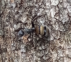 Camponotus arboreus