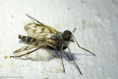 Furia ithacensis