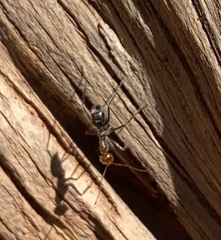 Myrmecocystus melliger