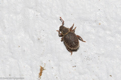 Cathormiocerus aristatus