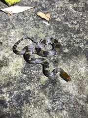 Trimerodytes aequifasciatus