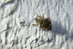 Cathormiocerus aristatus