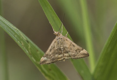 Pyrausta despicata