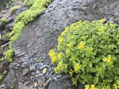 Phedimus kamtschaticus