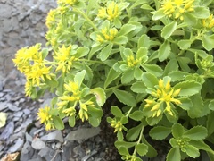 Phedimus kamtschaticus