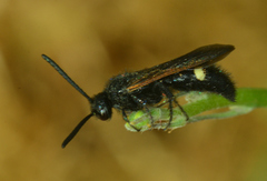 Scolia sexmaculata