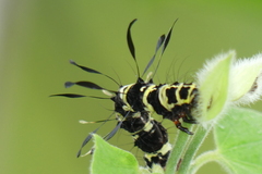 Tinolius eburneigutta