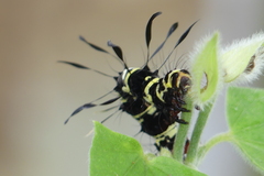 Tinolius eburneigutta