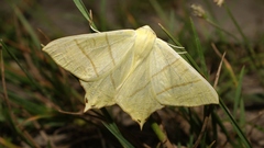 Ourapteryx sambucaria