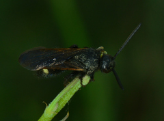Scolia sexmaculata