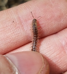 Pseudopolydesmus pinetorum