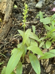 Platanthera flava