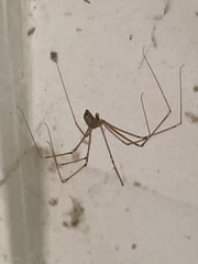 Crossopriza