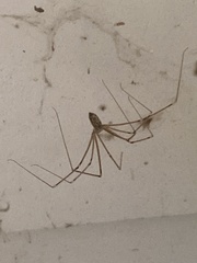 Crossopriza