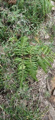 Pteridium aquilinum wightianum