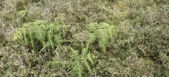 Pteridium aquilinum wightianum