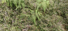 Pteridium aquilinum wightianum