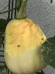 Acalymma trivittatum