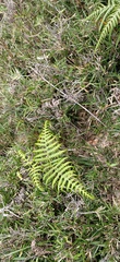Pteridium aquilinum wightianum