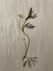 Ranunculus kauffmannii