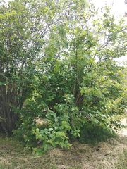 Syringa × henryi