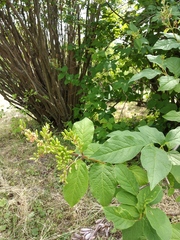 Syringa × henryi