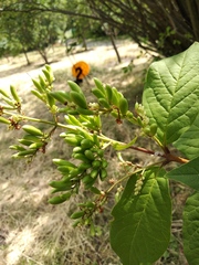Syringa × henryi