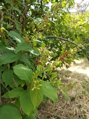 Syringa × henryi