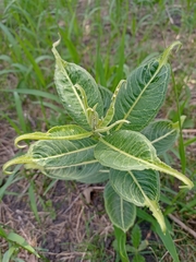 Asclepias syriaca