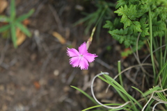 Dianthus basuticus