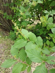 Syringa × henryi