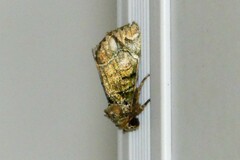 Antitrisuloides catocalina