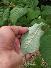 Syringa × henryi