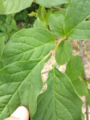 Syringa × henryi