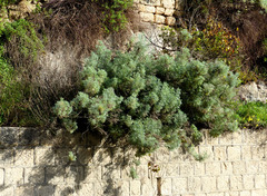 Artemisia arborescens