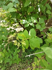 Syringa × henryi
