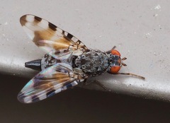 Pseudotephritis