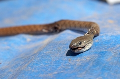 Platyceps florulentus