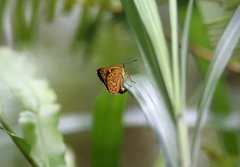 Ampittia virgata